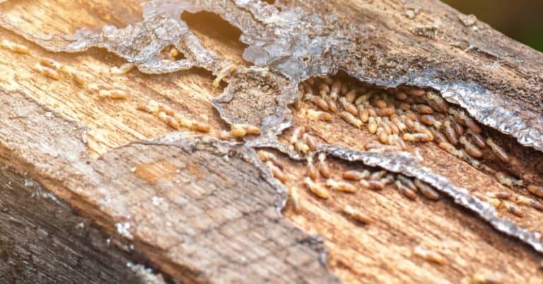 شركة مكافحة نمل ابيض بالرياض شركة مكافحة نمل ابيض بالرياض