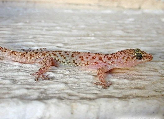 شركة مكافحة الوزغ بالخرج